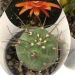 Matucana madisoniorum