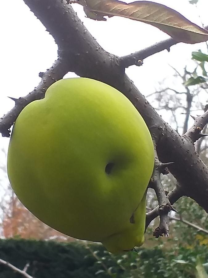 Chaenomeles cathayensis fruit