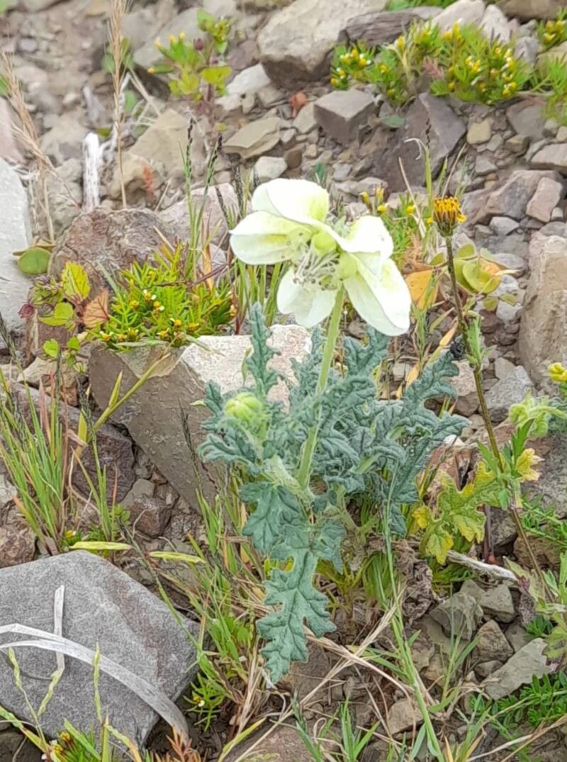 Caiophora clavata habit