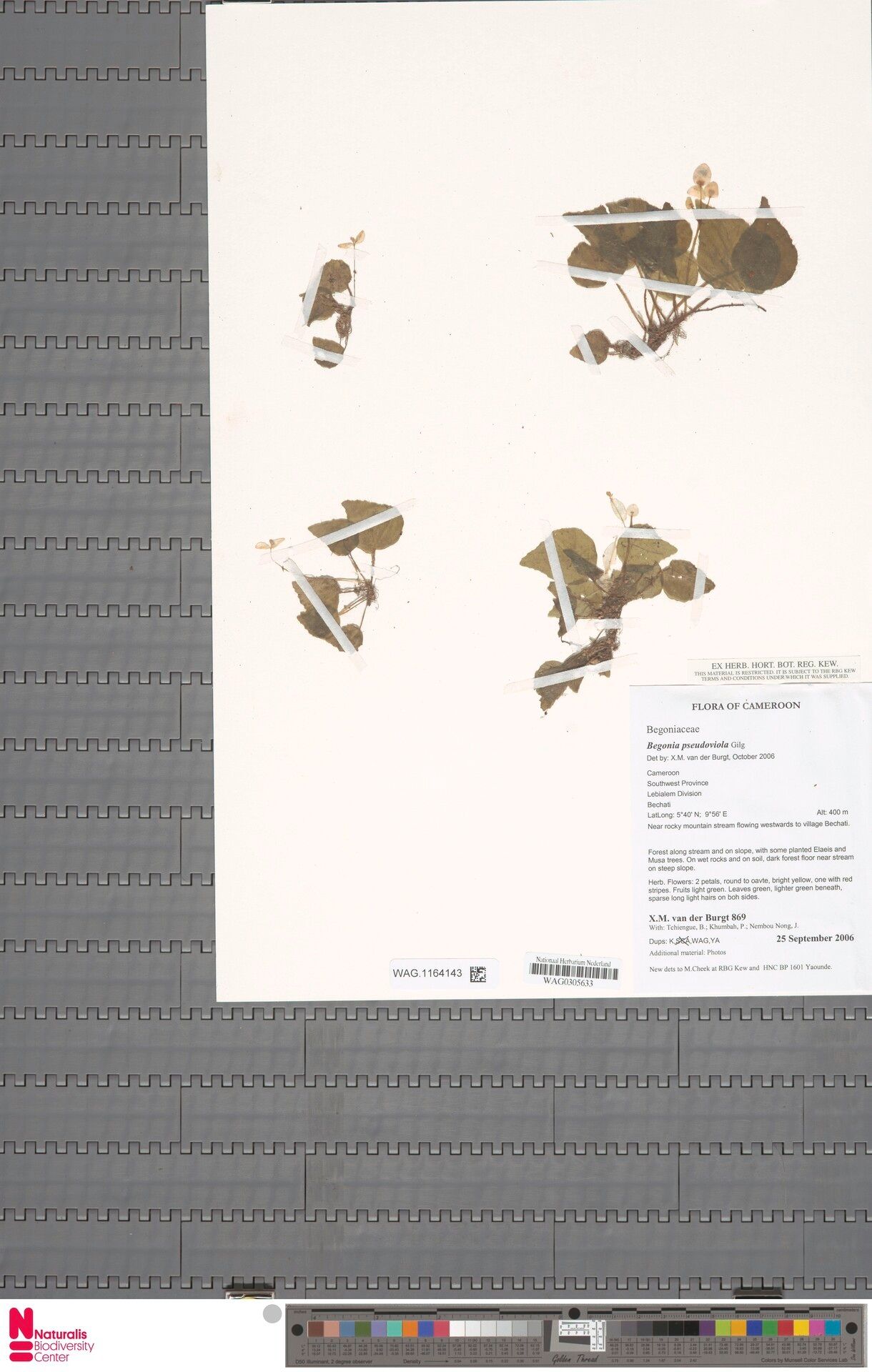 Begonia pseudoviola — houseplant care guide