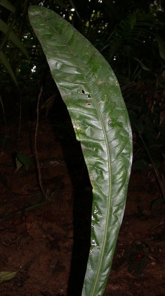 Anthurium spathiphyllum — houseplant care guide