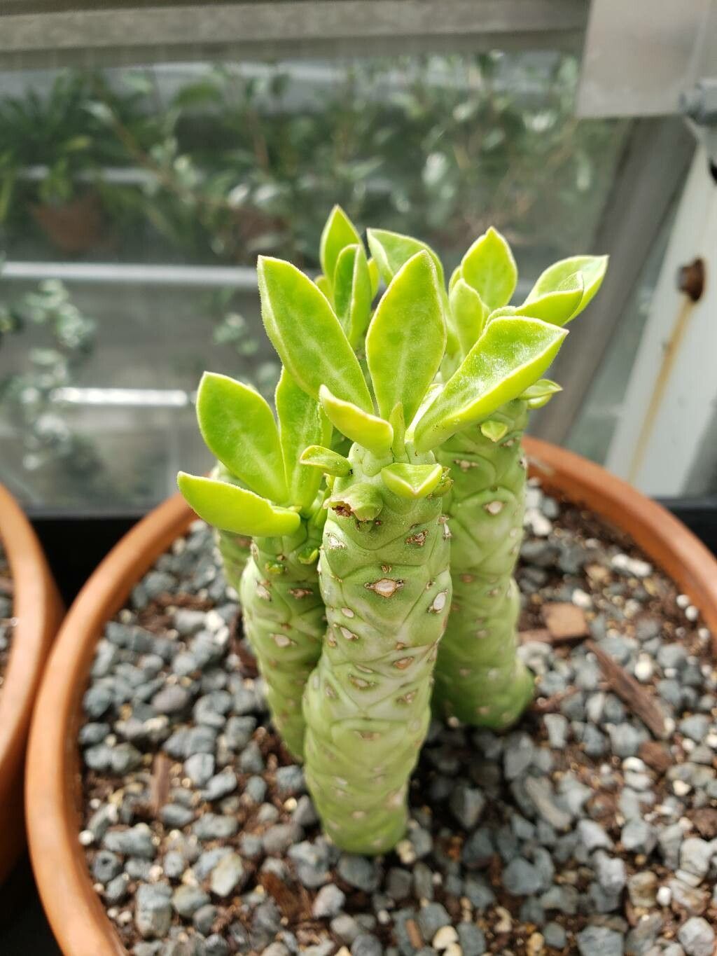 Euphorbia lugardiae — houseplant care guide