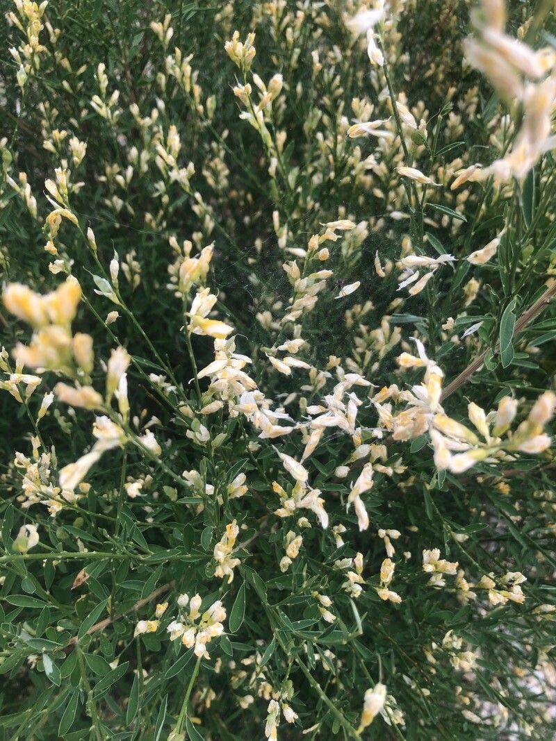 Genista florida flower