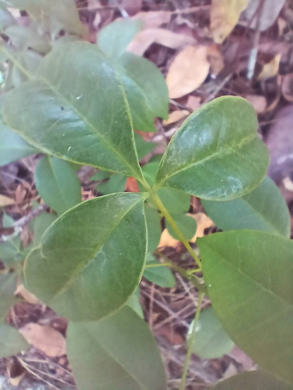 Serjania lethalis leaf