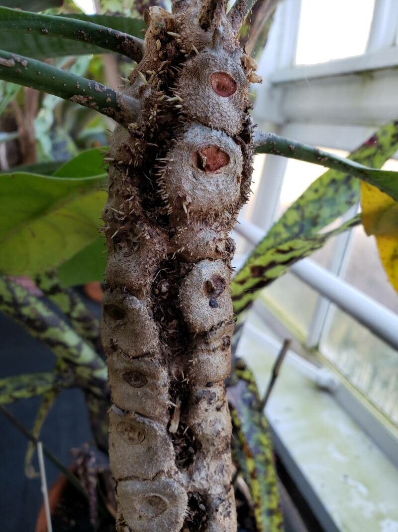 Myrmecodia platytyrea bark