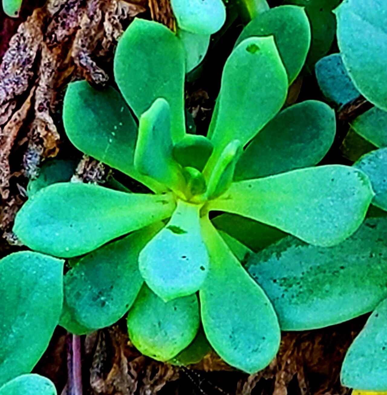 Cistanthe laxiflora — houseplant care guide