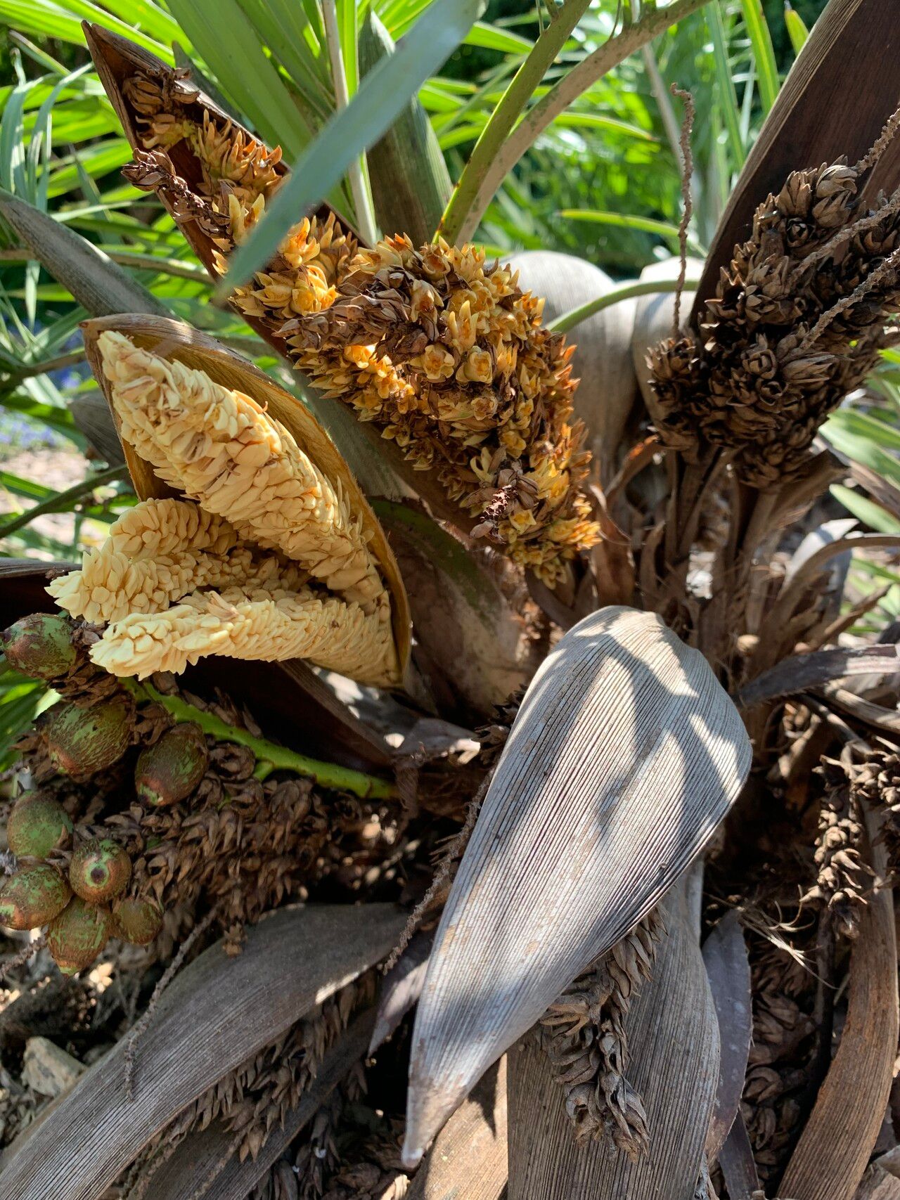 Syagrus allagopteroides flower