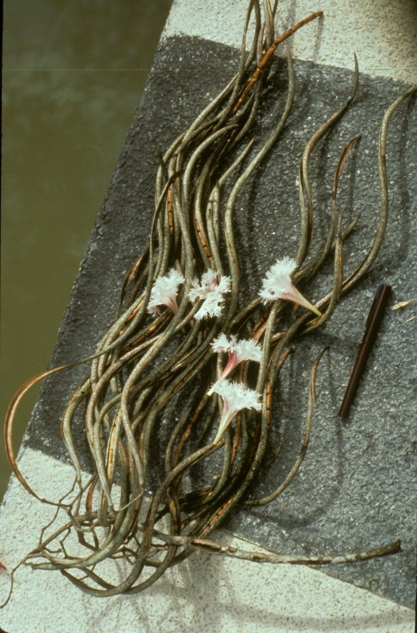 Stereospermum fimbriatum — search result for 'Stereospermum'