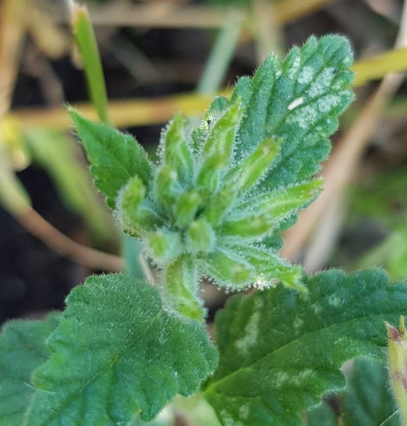 Verbena scrobiculata fruit