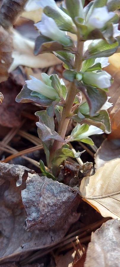 Obolaria virginica leaf