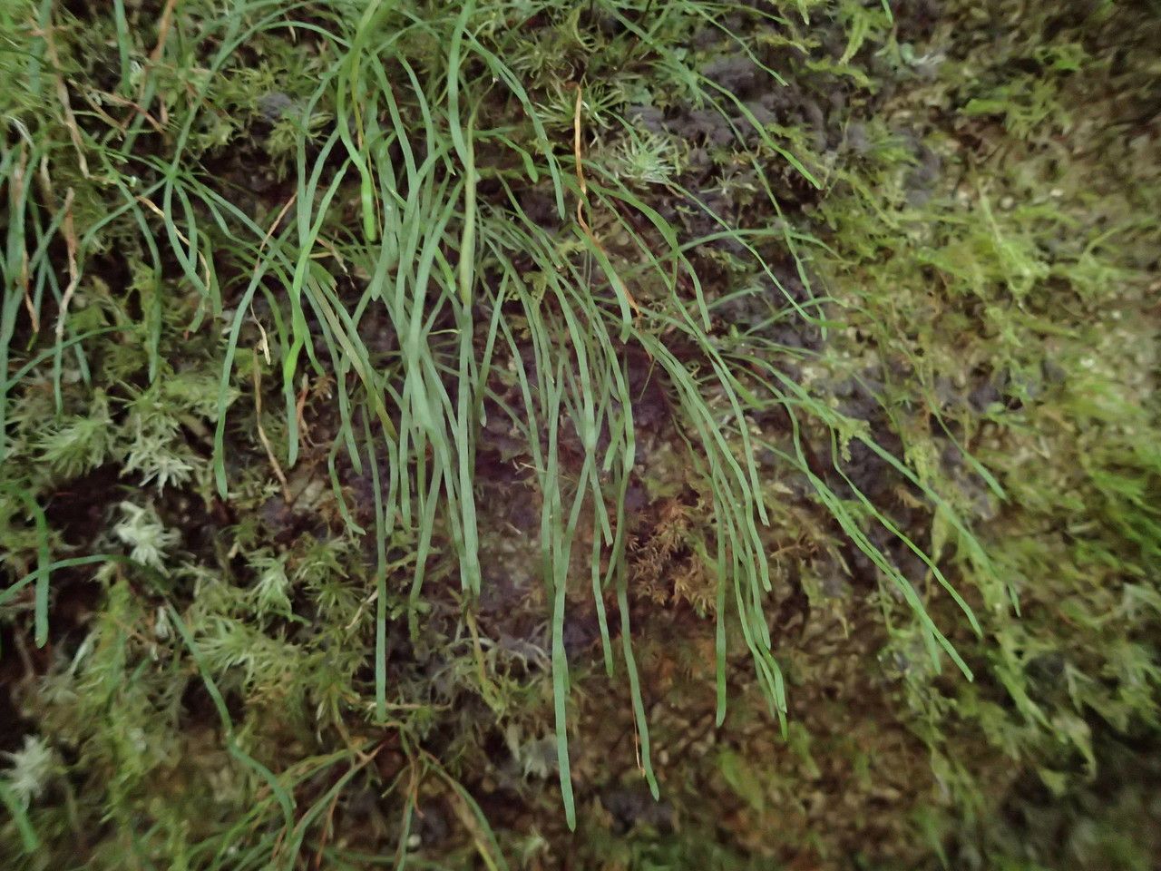 Haplopteris graminea habit