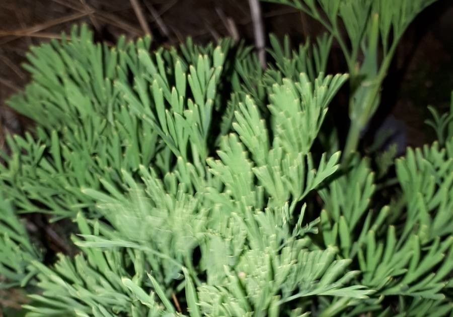 Diphasiastrum tristachyum leaf