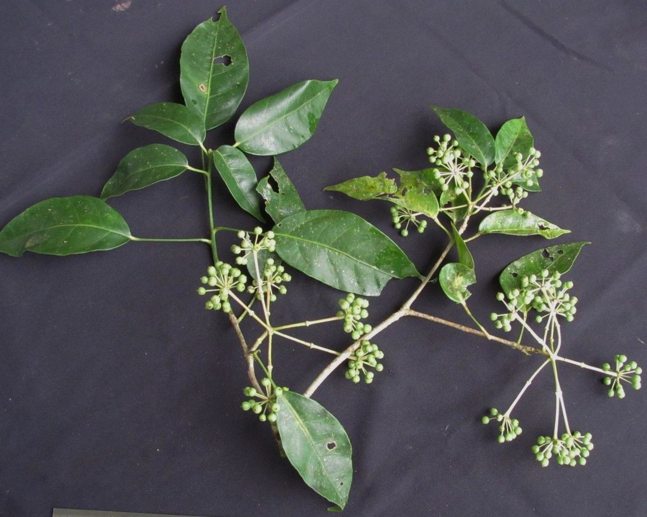 Dendropanax gonatopodus other