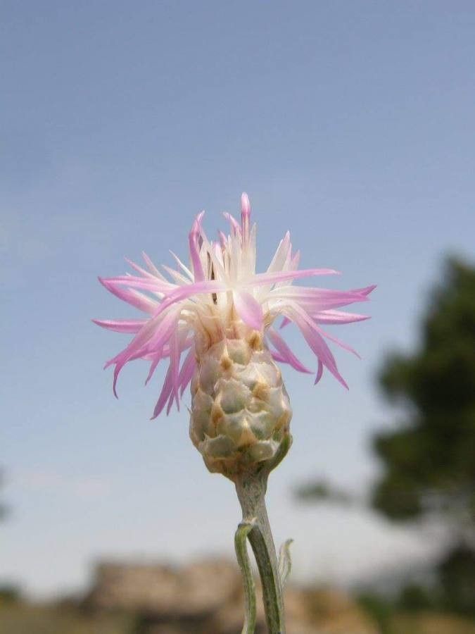 Centaurea euxina flower