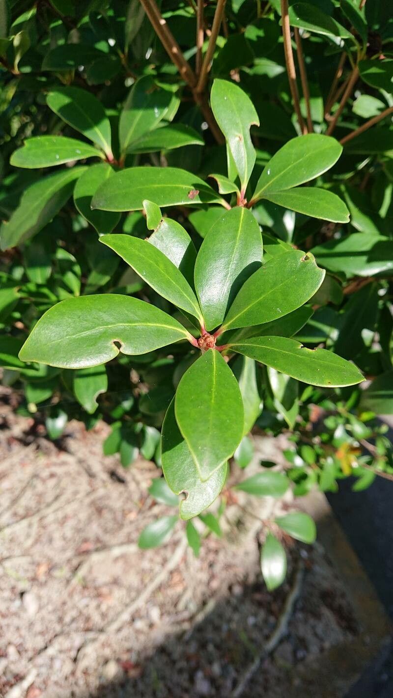 Ternstroemia gymnanthera — search result for 'Thailand'