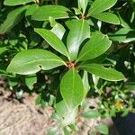 Ternstroemia gymnanthera