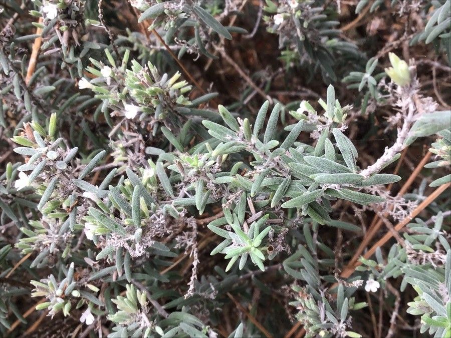 Micromeria tenuis leaf