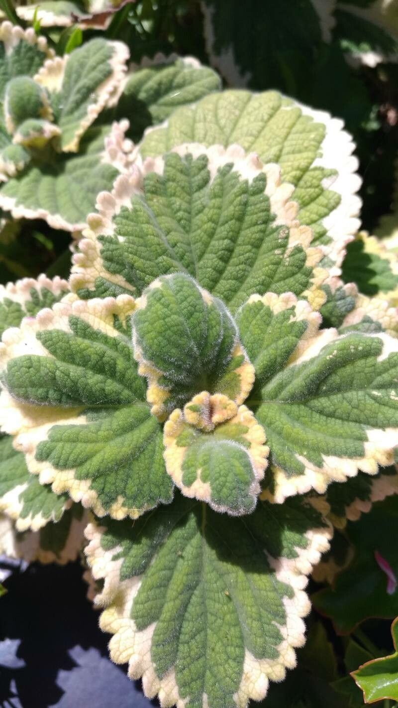 Plectranthus ciliatus leaf