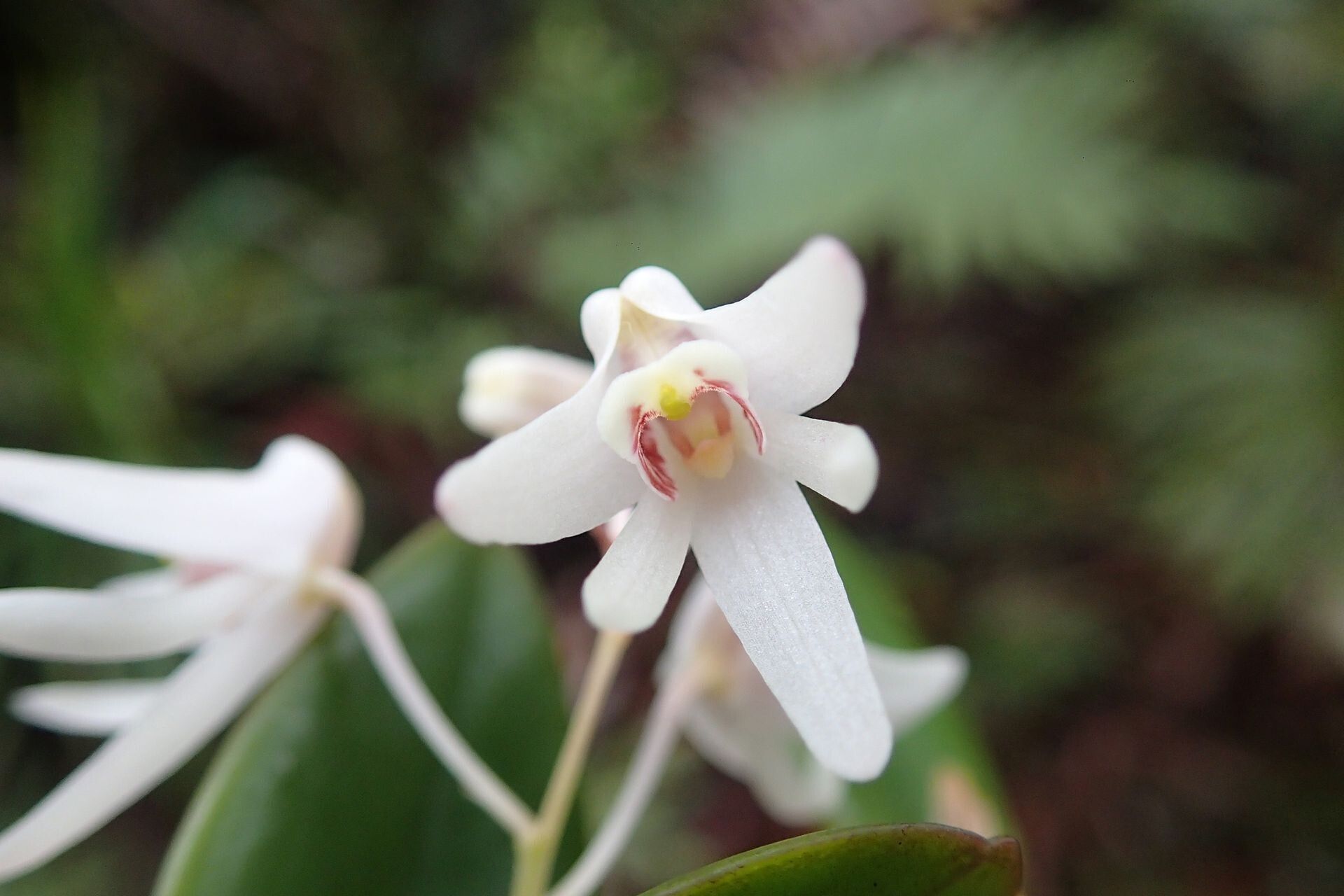 Dendrobium macropus — search result for 'Orchidaceae'