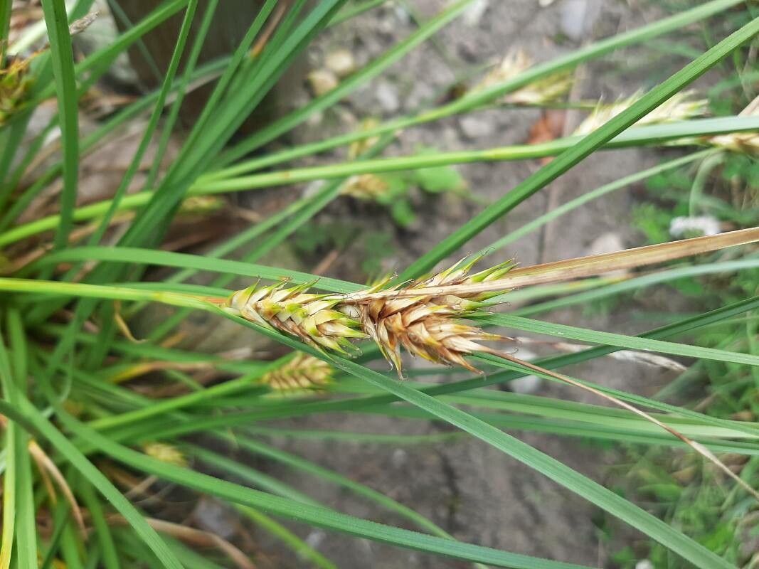 Carex secalina — houseplant care guide