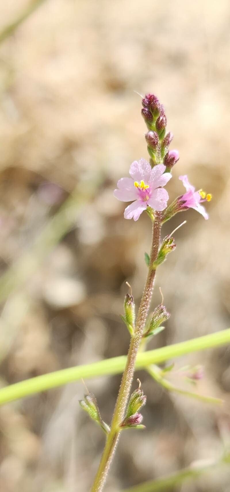 Leptorhabdos parviflora flower