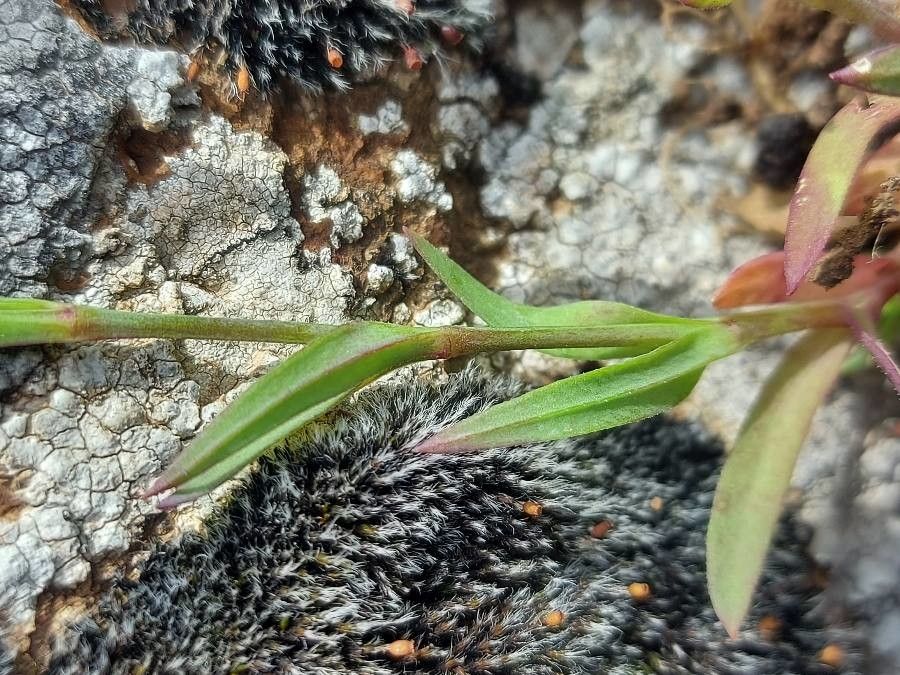 Eudianthe laeta leaf