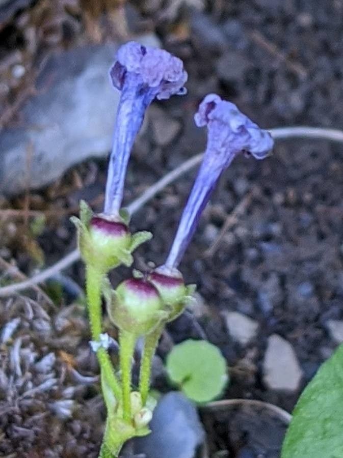 Primula latifolia fruit