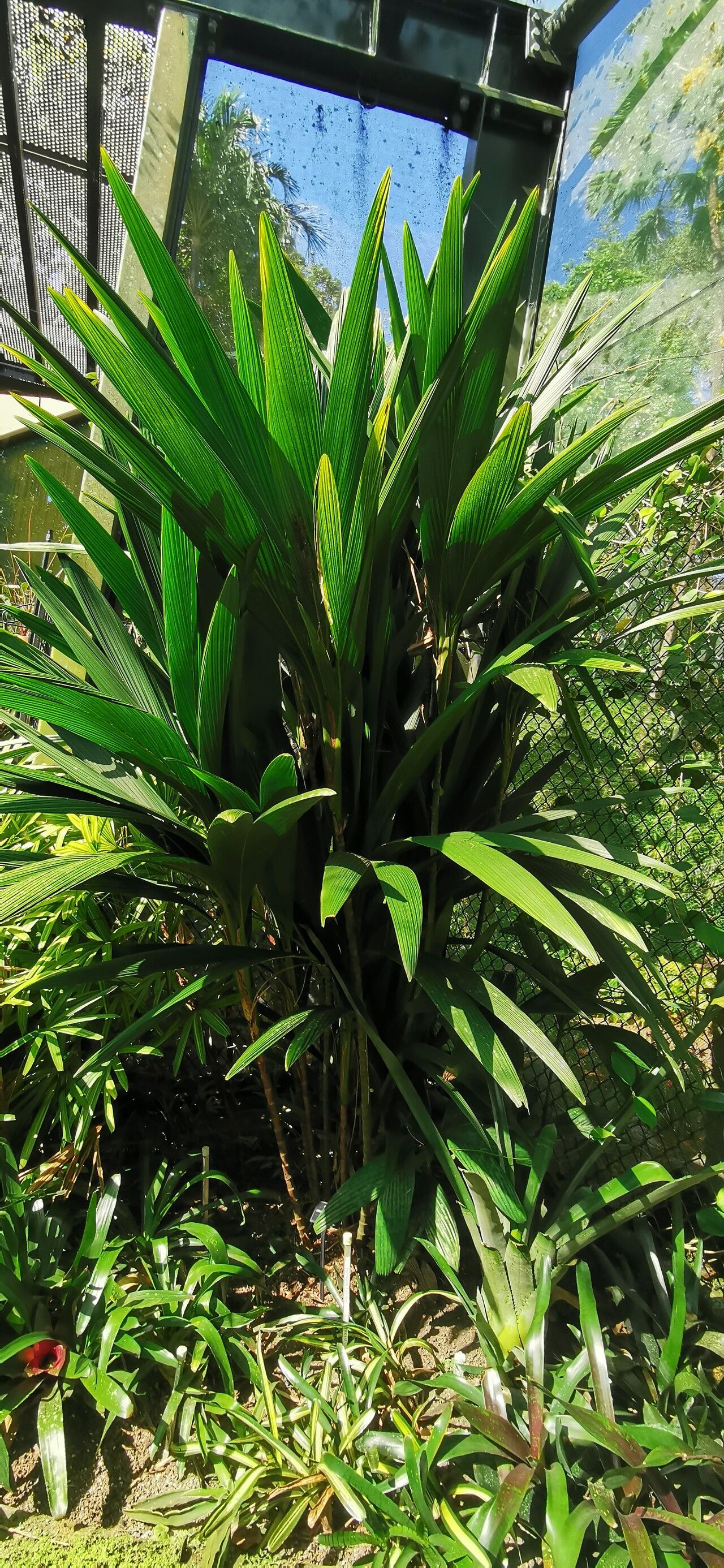 Calyptrocalyx yamutumene — related species from the same genus