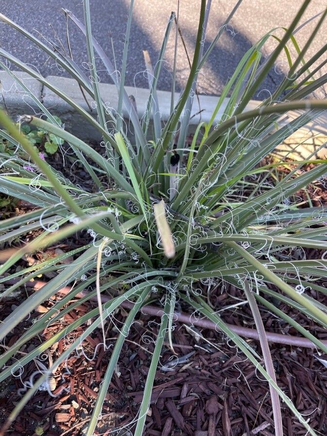 Hesperaloe parviflora — salt tolerant houseplant