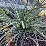 Hesperaloe parviflora