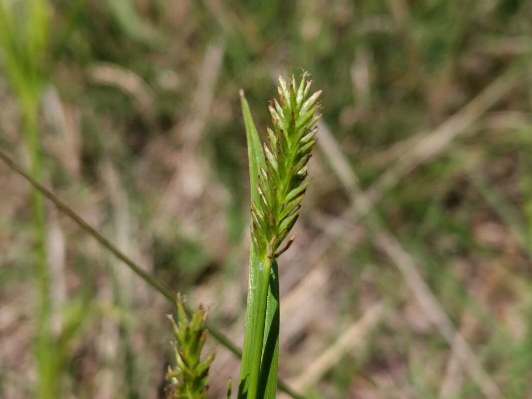 Cyperus cyperinus flower