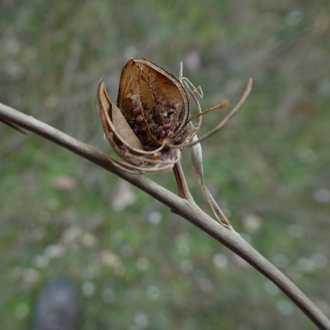 Helianthemum ledifolium fruit