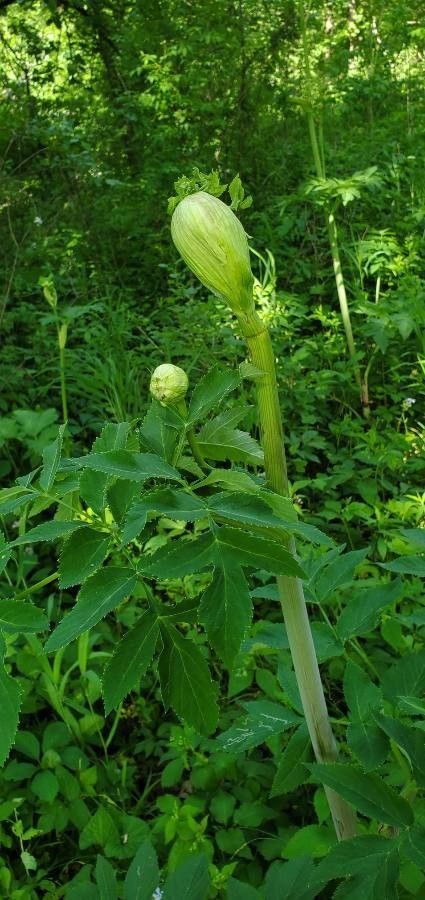 Angelica lucida leaf