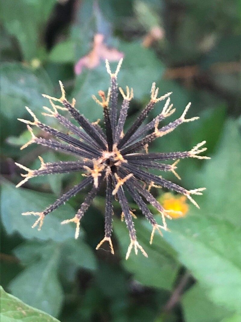 Bidens subalternans fruit