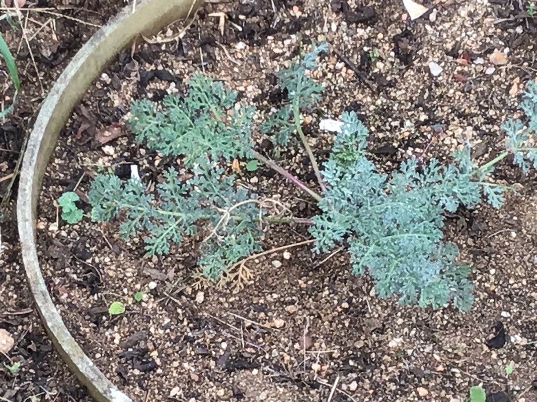 Thapsia gymnesica — search result for 'Thapsia'