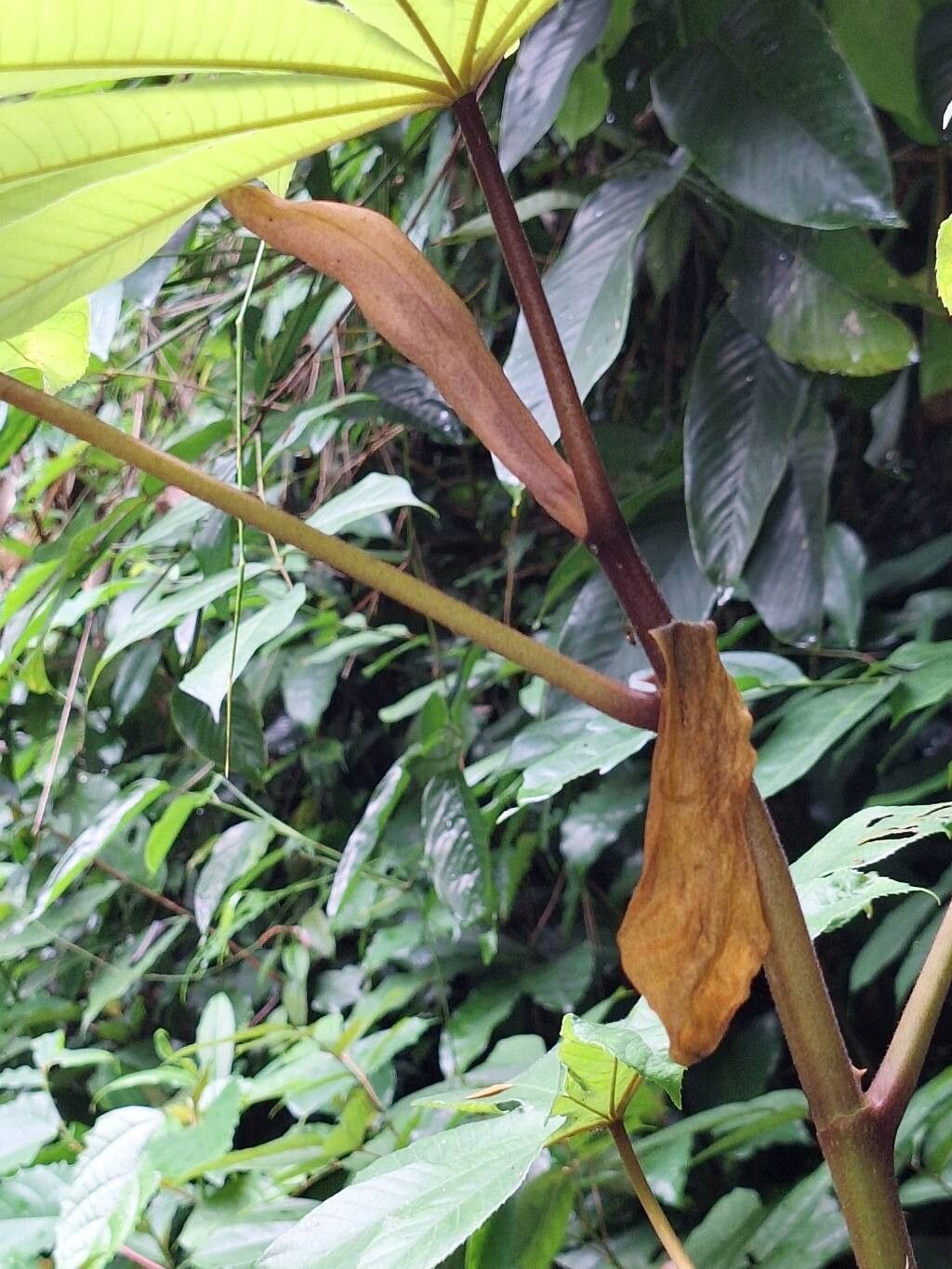Musanga cecropioides bark