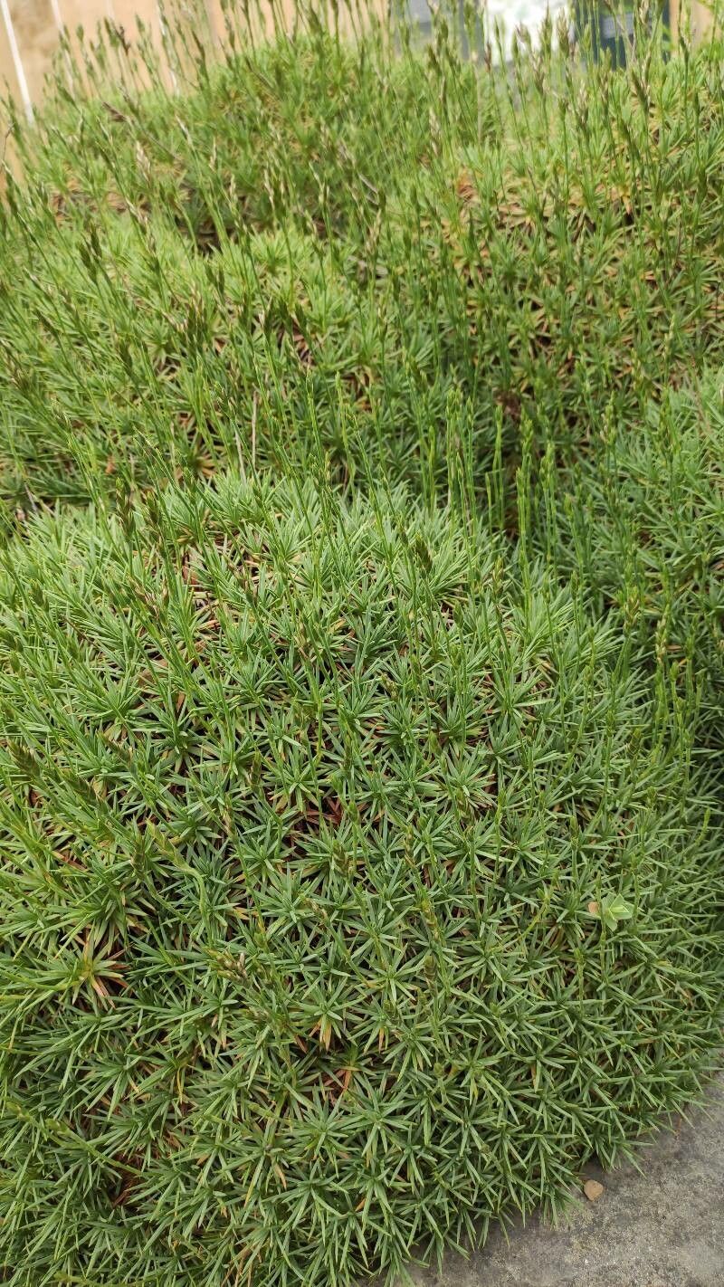 Acantholimon albanicum habit