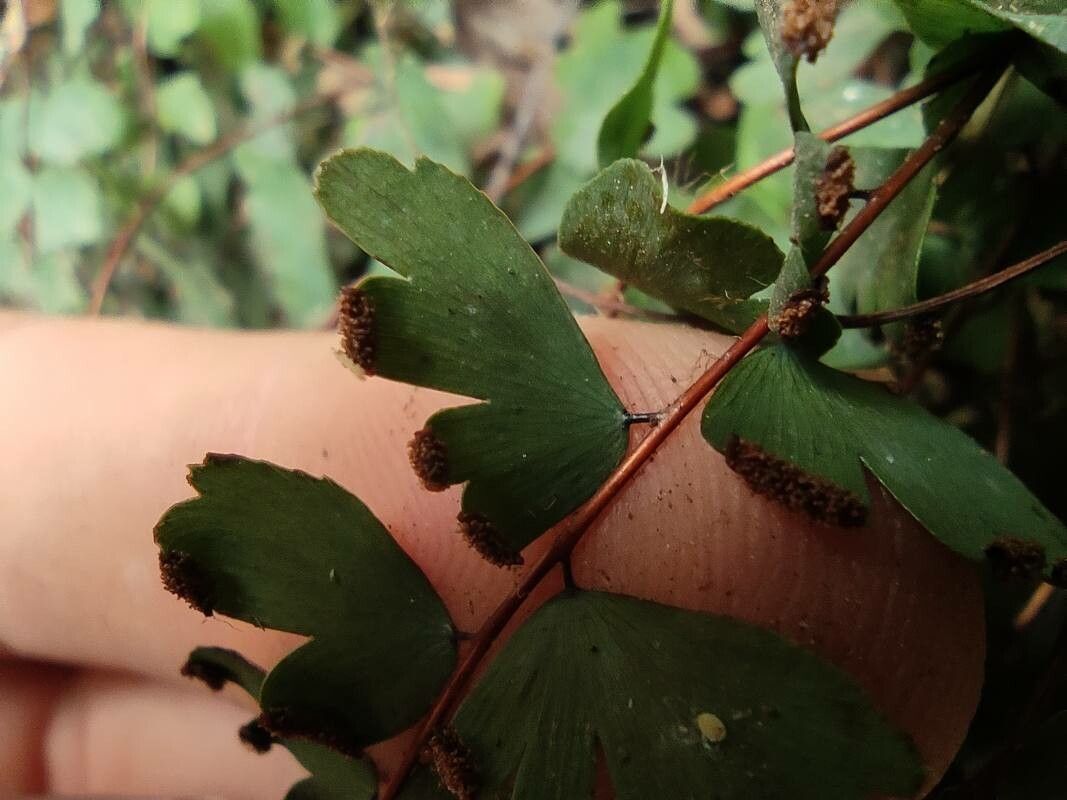 Adiantum rhizophorum fruit