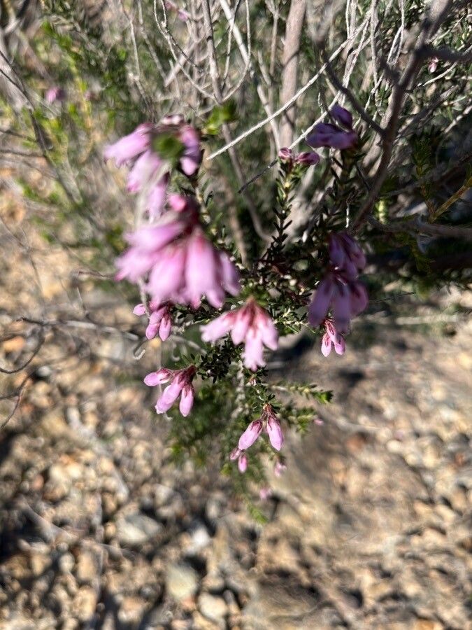 Erica australis flower