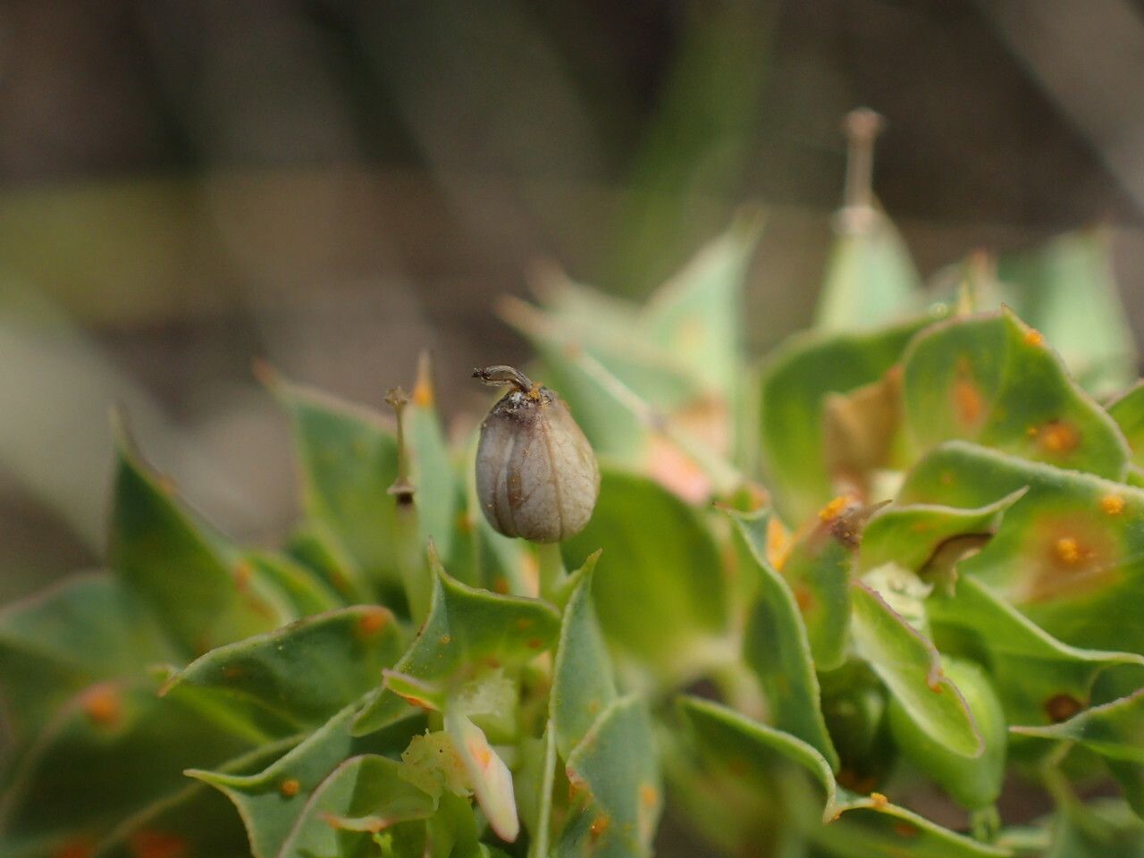 Euphorbia falcata fruit