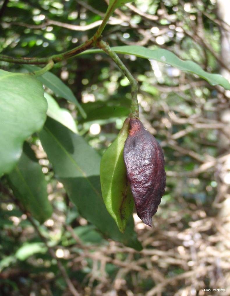 Ochrosia silvatica — houseplant care guide