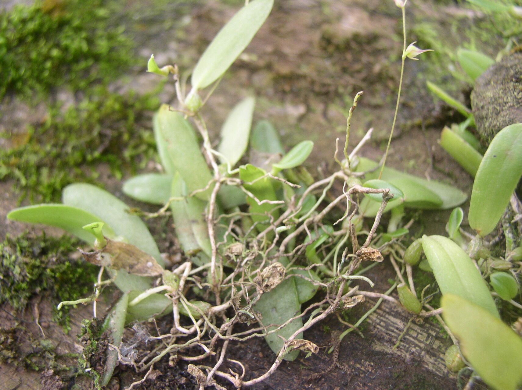 Bulbophyllum intertextum habit