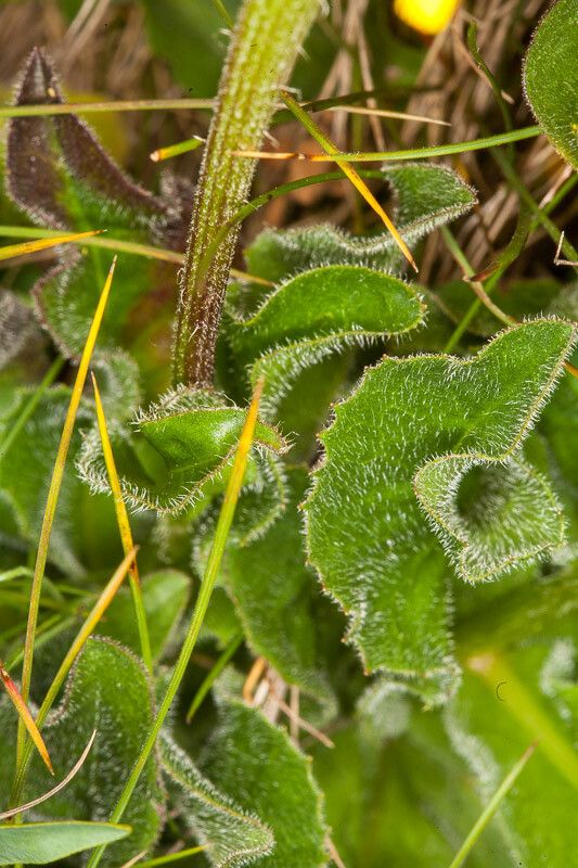 Hypochaeris uniflora leaf