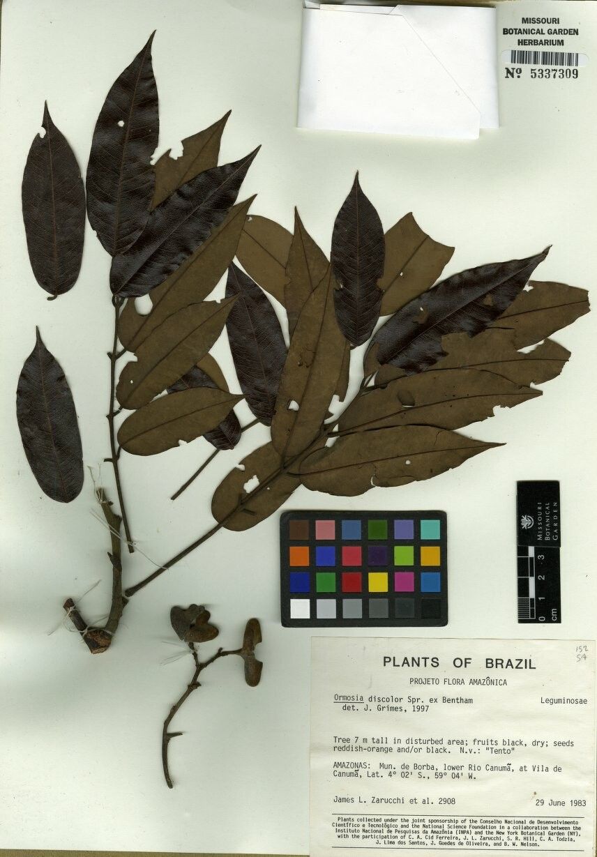 Ormosia discolor — houseplant care guide