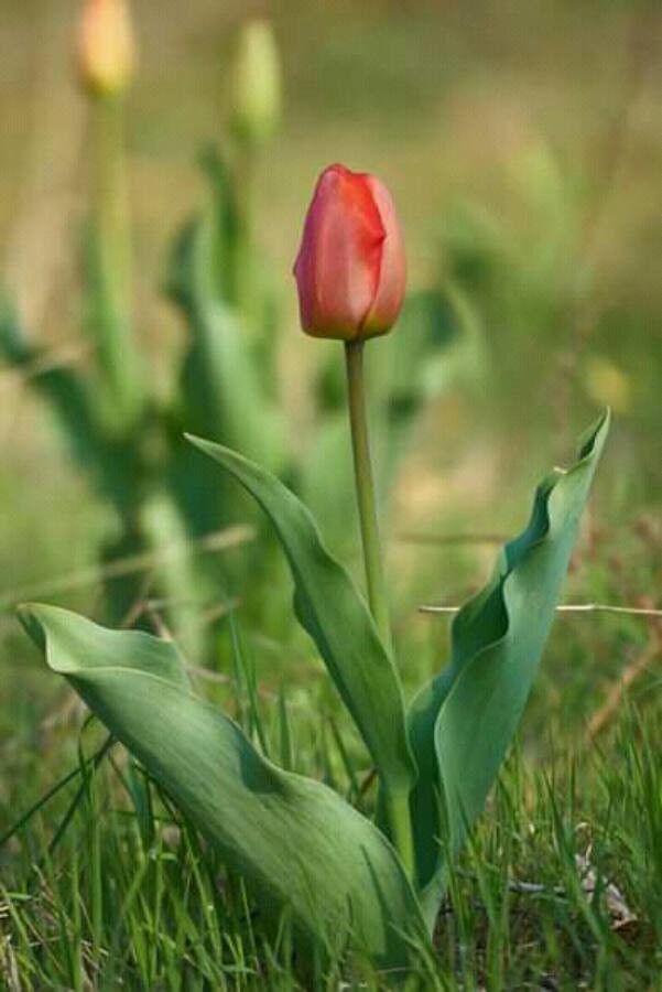 Tulipa sprengeri — search result for 'Tulipa'