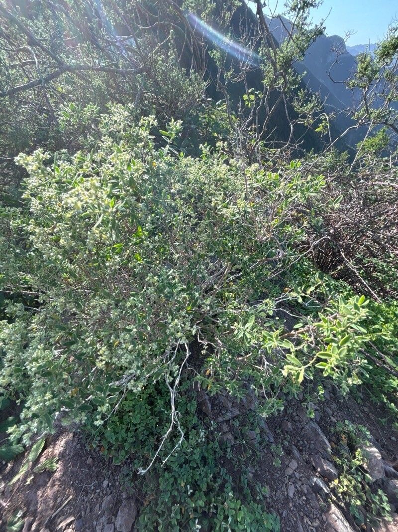 Paronychia canariensis habit