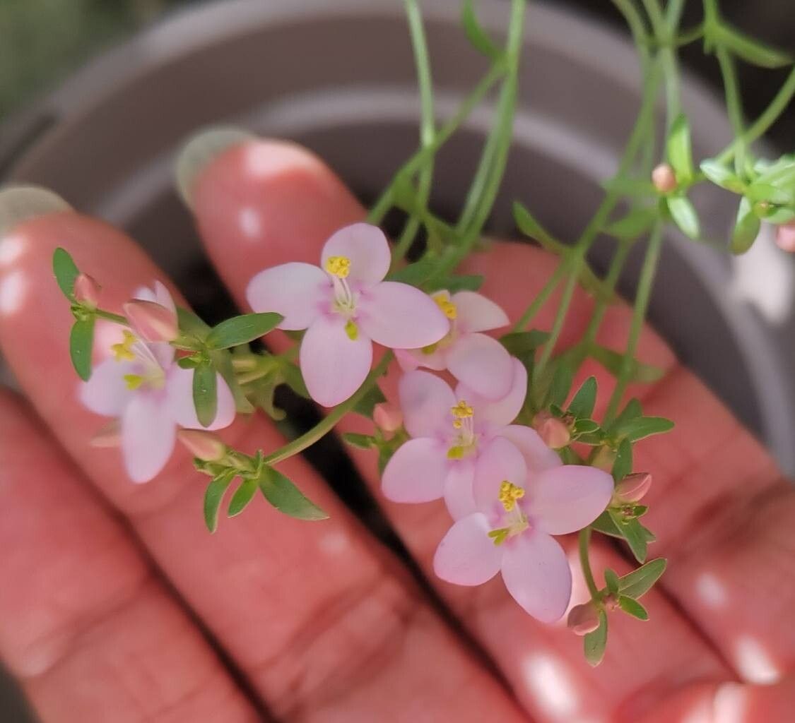 Centaurium portense flower