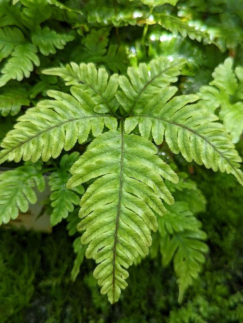 Pteris grevilleana — search result for 'Pteris'