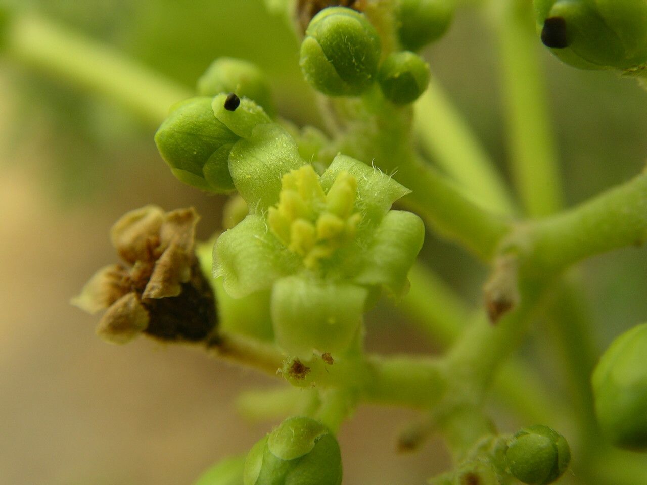 Jatropha curcas flower