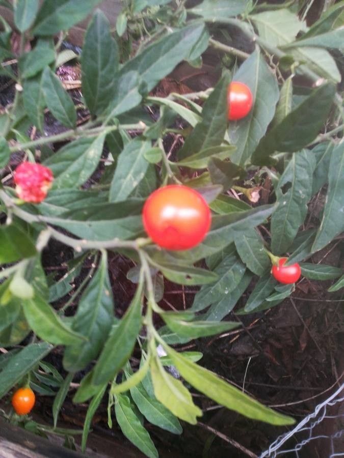 Solanum hindsianum fruit